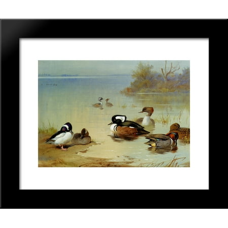 Buffel Headed Duck American Green Winged Teal And Hooded Merganser 20x24 Framed Art Print by Archibald