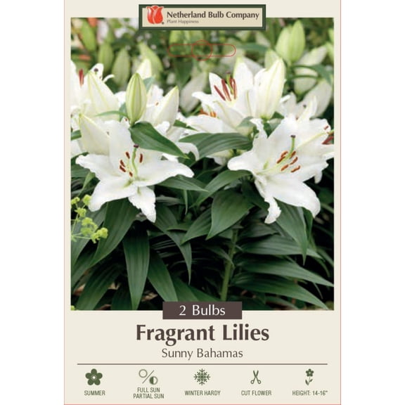 Sunny Bahamas Oriental Lily - 2 Bulbs - 16/18cm - White Blooms