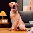 thumbnail image 4 of Coussin en Peluche Motif Chien Drôle Lavable Style B, 4 of 9