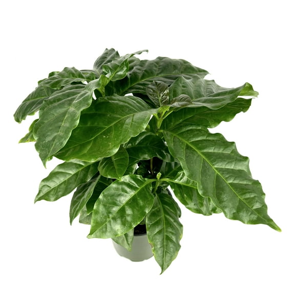 Coffee Plant Coffea Arabica Air Purifying House Plant, 4" Pot