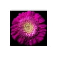 thumbnail image 2 of Brosius, Volker 24x17 Gold Ornate Wood Framed with Double Matting Museum Art Print Titled - Gerbera lila, 2 of 4