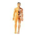 thumbnail image 2 of MERIGLARE Human Body Model Display Classroom Realistic Human Anatomy for Kids Teaching, 2 of 9