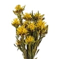 thumbnail image 2 of Vickerman 8-20" Yellow Plumosum Bundle, 13 flower heads per bundle, Preserved, 2 of 4