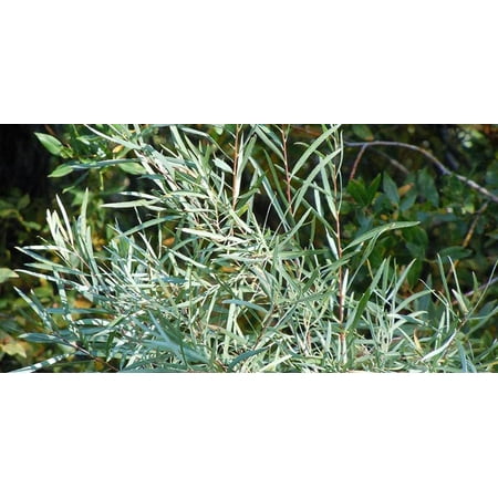 Coyote Willow Shrub Cuttings for Planting - Sandbar Willow - Easy to Grow  Great for Erosion Control or Privacy (50 Cuttings)