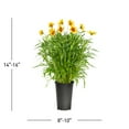 thumbnail image 3 of Expert Gardener 2QT Yellow Coreopsis Castello Compact Gold Live Perennial Plant Sun, 3 of 6