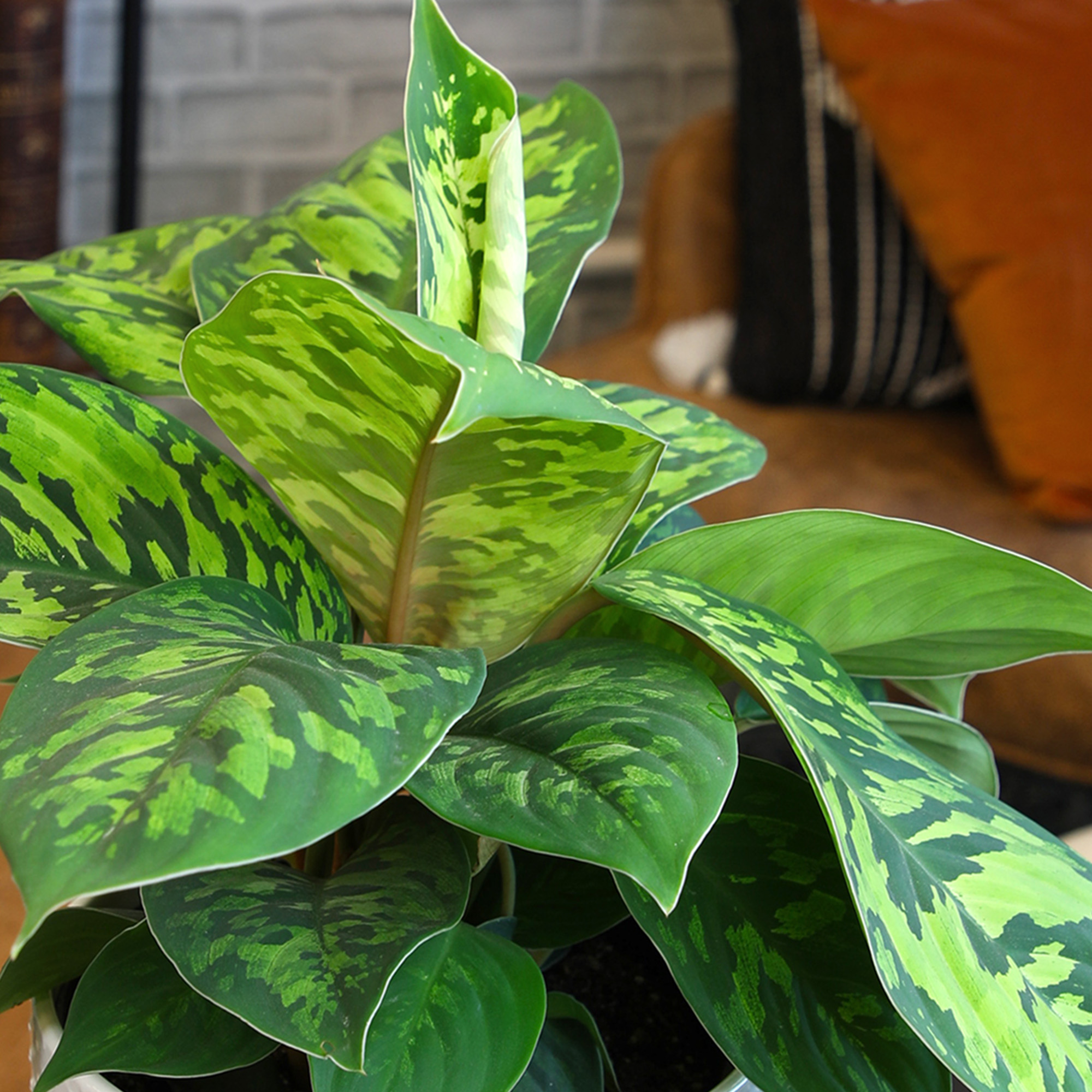 Element Variegated Homalomena Camouflage in 6" White Pot (Approx 15" Tall) Live Plant
