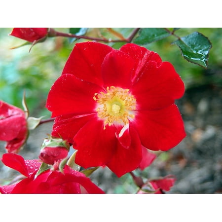 Red Meidiland® Shrub Rose - 4