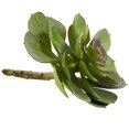 thumbnail image 4 of 6??Écheveria Succulente (Lot de 12), 4 of 5