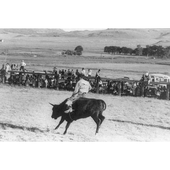 Cowboy Riding Steer-Fine Art Canvas Print (20" x 30")