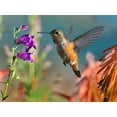 thumbnail image 2 of Fitzharris, Tim 14x12 White Modern Wood Framed Museum Art Print Titled - Broad Tailed Hummingbird, 2 of 4