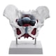 thumbnail image 1 of Modelo de pelvis femenina Yashi órganos reproductivos vejiga Rehabilitación muscular anatomía blanca y roja, 1 of 5