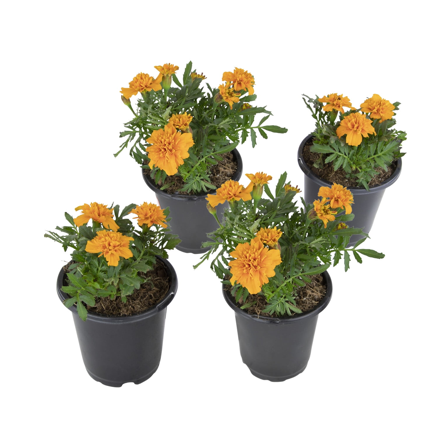 Altman Plants Orange French Marigold 4-Pack, Marigolds, Spring Flowers, 4" Pots, Annuals, Full Sun