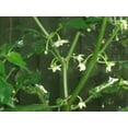 thumbnail image 4 of 50 Hot WHITE HABANERO PEPPER Capsicum Chinense Vegetable Seeds, 4 of 4