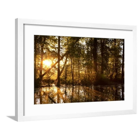 - Sunrays Shine Through Trees at Sunrise in Western Montana Framed Print Wall Art By James White