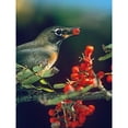 thumbnail image 3 of Fitzharris, Tim 15x18 Black Modern Framed Museum Art Print Titled - American Robin with Mountain Ash Berries, 3 of 5
