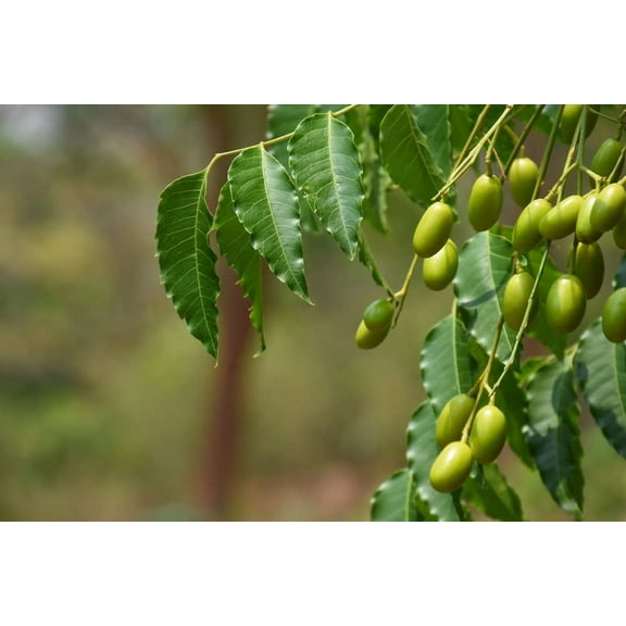 CZ Grain 10 Neem Tree Plant Seed, Edible Fruits