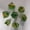 Transparent green ring with gold lettering, variant on CNV 7-Piece Ancient Relic Ring Dice Set with Preserved Flowers, Sharp Edge Polyhedral Resin Dice for TRPG Tabletop Games, Mythical Fantasy Collectible Dice Kit