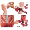 thumbnail image 5 of Torso Maniquí Anatomía Muñeca 15 Piezas Extraíbles Modelo de Órgano Educativo Modelo de Anatomía de Órgano Interno Humano, 5 of 5