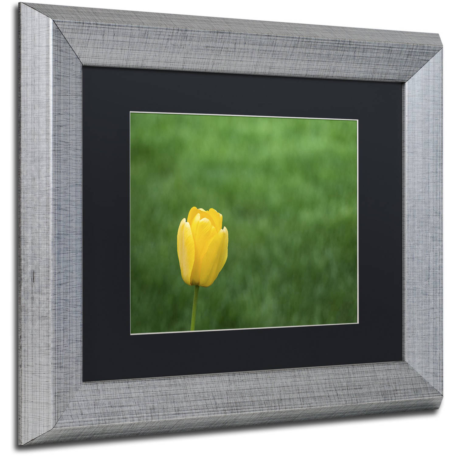 Trademark Fine Art "A Lone Yellow Tulip 2" Canvas Art by Kurt Shaffer, Black Matte, Silver Frame
