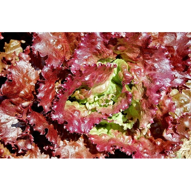 3000 PRIZEHEAD LETTUCE Loose Leaf Early Prize Head Red Lactuca