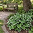 thumbnail image 3 of Hardy Lush Hosta - 9 Bare Roots - Green Garden Perennial Plants - Shade Loving & Easy to Grow, 3 of 5