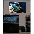 thumbnail image 2 of Wallhogs Reef Tang Glossy  Poster, 2 of 2