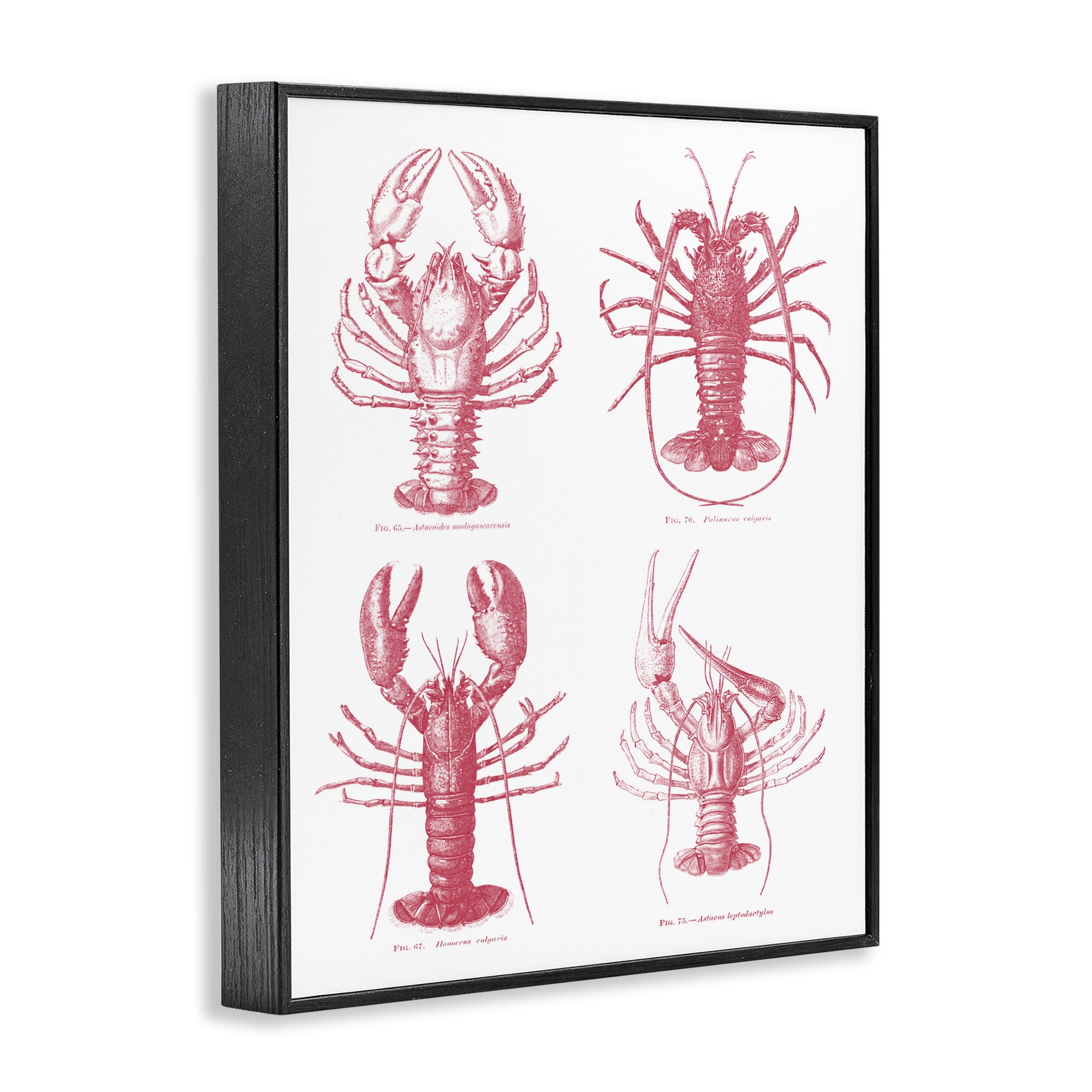 Timeless Lobsters Species Black Framed Giclee Art, design by Lettered and Lined