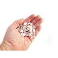 thumbnail image 2 of 1/4 Lb (400) Purple/White Tiny Coquina Shells Crafts 1/4-1/2" Beach Decor Natural Color Coastal Vase Filling, 2 of 2