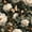 Color 1, variant on Peel and Stick Wallpaper Vintage Floral Large Peonies Green Leaves Olive 24in x 118in Contact Paper Removable Self Adhesive Wall Mural Wall Decor for Bedroom Kitchen Cabinets