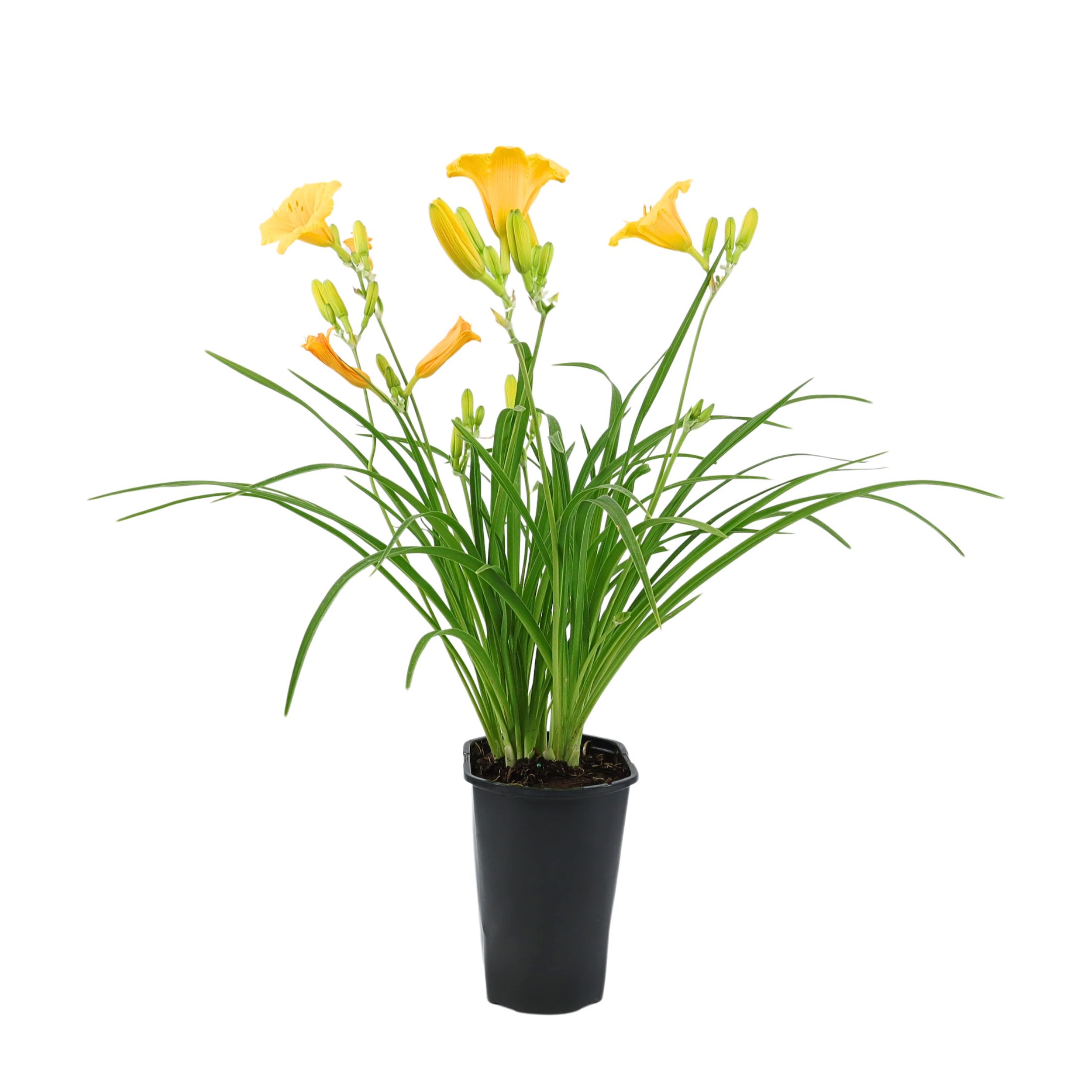 Expert Gardener Outdoor Live Plant Asiatic Lily Tiny Rocket Red