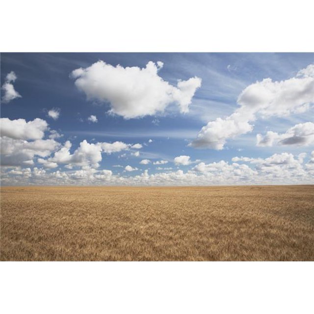 Wheat Field & Clouds In the Sky Poster Print, 38 x 24