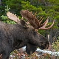 thumbnail image 2 of Fitzharris, Tim 26x26 Black Ornate Wood Framed with Double Matting Museum Art Print Titled - Bull moose-Glacier National Park-Montana,, 2 of 4