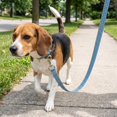 thumbnail image 3 of Vibrant Life 6' Fashion Leash, Green Polka Dot, L, 3 of 10