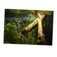 thumbnail image 1 of Fondo de Acuario Colco Static Fish Aquarium S Madera subacuática, 1 of 8