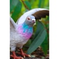 thumbnail image 7 of Hi-Line Gift Ltd. Grey Pigeon with Coloured Neck Statue, 7 of 7