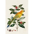 thumbnail image 2 of Unknown 11x14 Black Ornate Wood Framed with Double Matting Museum Art Print Titled - Bird in Habitat V, 2 of 4
