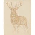 thumbnail image 2 of Stellar Design Studio 20x24 Gold Ornate Wood Framed with Double Matting Museum Art Print Titled - Buck Sketch, 2 of 4