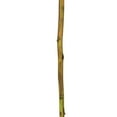 thumbnail image 4 of Vickerman 42-46" Basil Cierus Stem. Includes 3 Stems per Pack, Dried, 4 of 5