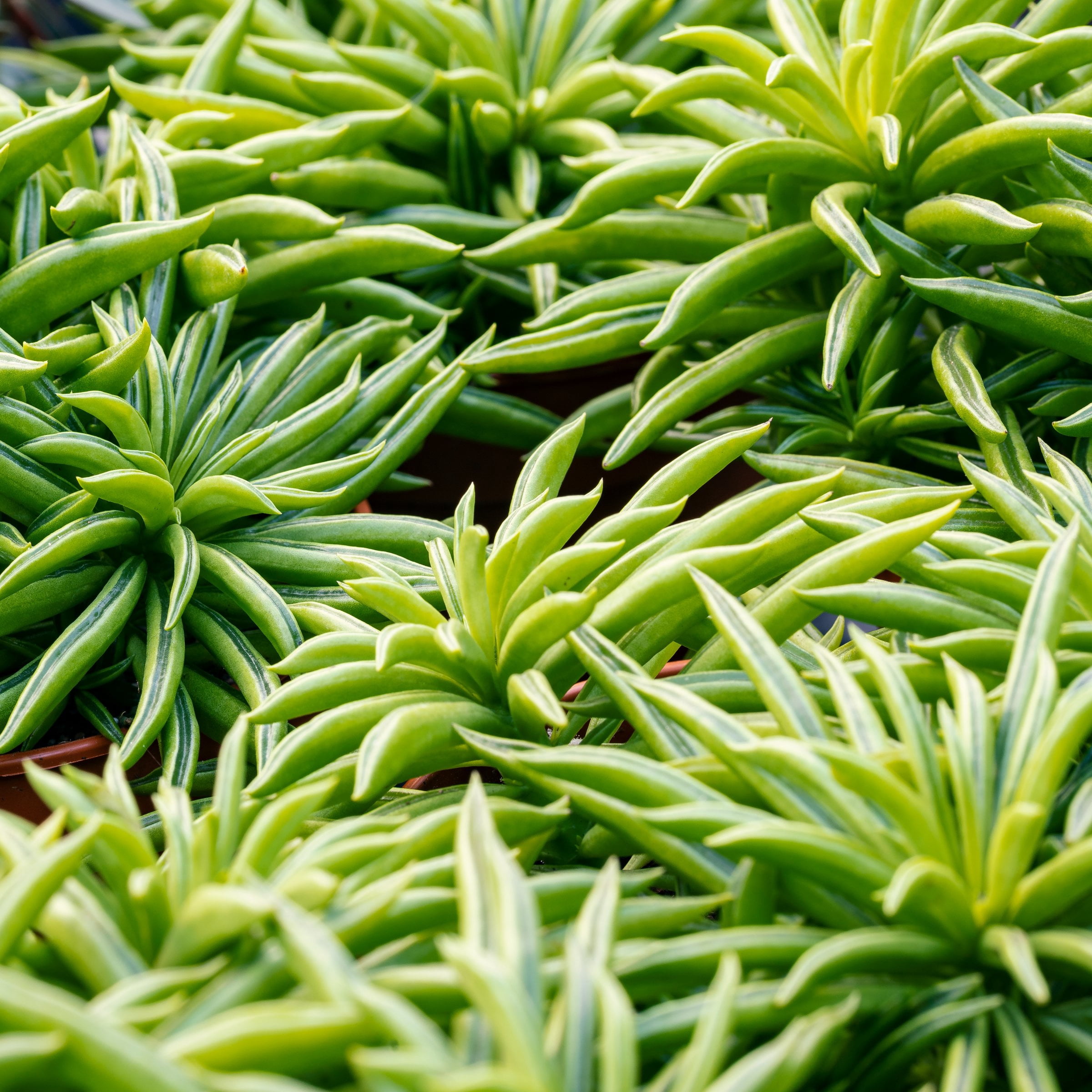 4 in. Peperomia Nevada Happy Bean Plant in Grower Container