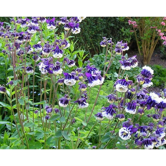Seedville 100 Seeds Mixed European Columbine Flower Seeds, Attracts Bees & Butterflies