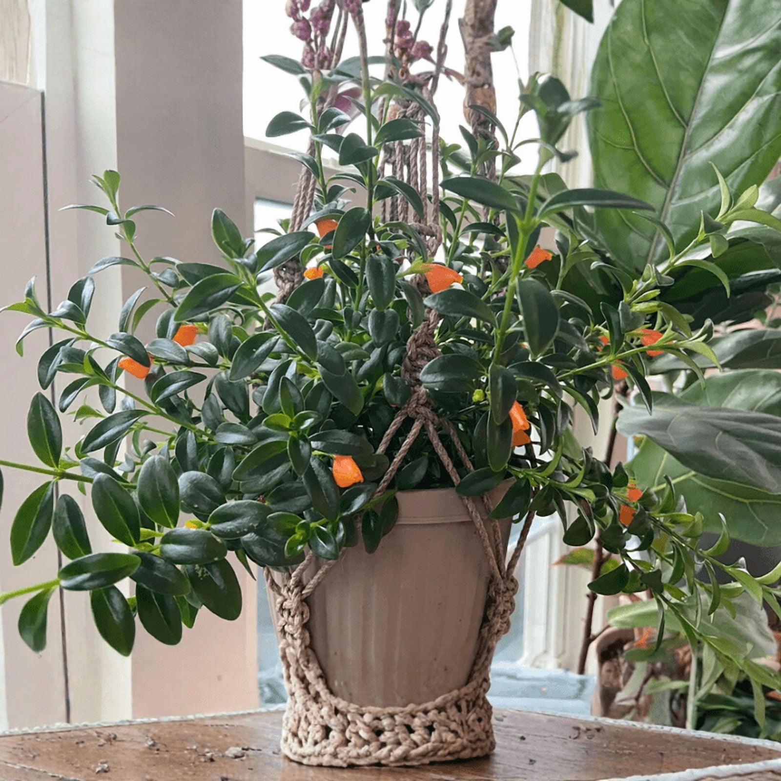 Orange Goldfish Plants Live 4-7" Tall in 4" Pot, Goldfish Plants Live Houseplants, Orange Flowering Trailing Plant for Indoor Planting