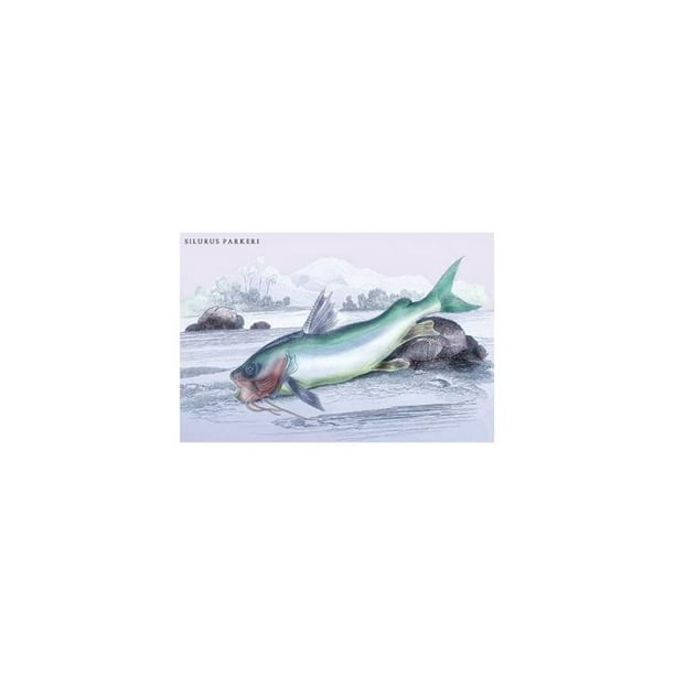 Silurus Parkeri Print Canvas 24x36 Walmart Com Walmart Com