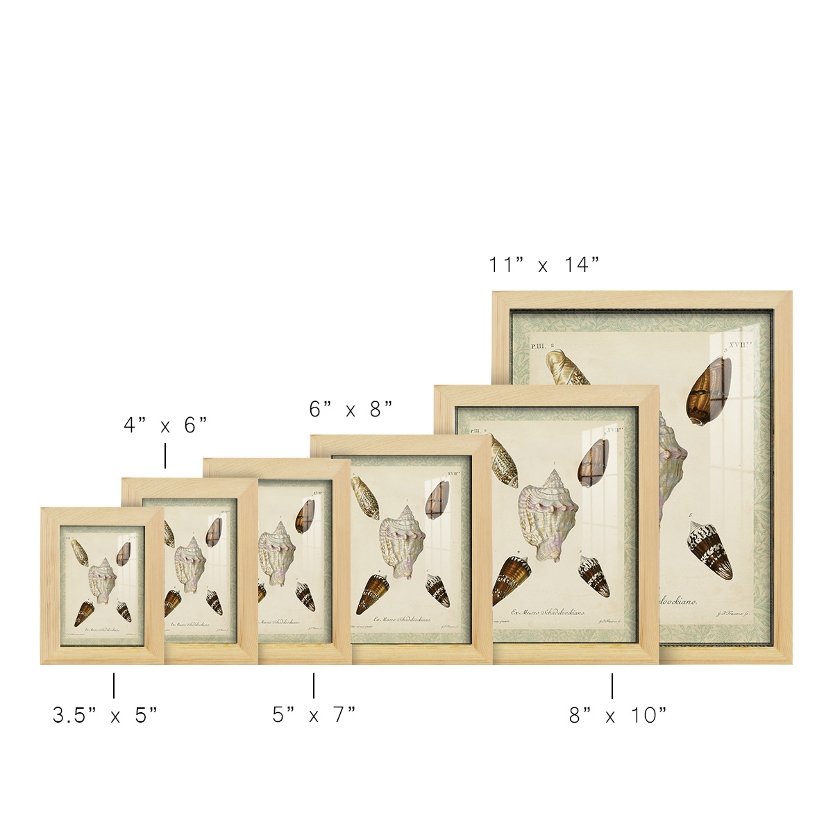 Bookplate Shells IV - Framed Print w/glass - Natural Wood