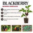 thumbnail image 2 of Set 2 Arapaho Crown Thornless BlackBerry Plant Live, 2 of 6