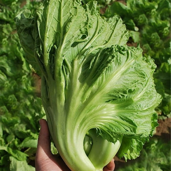 Mustard Seeds - Da Ping Pu - 1 Oz ~11500 Seeds - Non-GMO, Heirloom - Asian Garden Vegetable, Microgreens & Herb Gardening