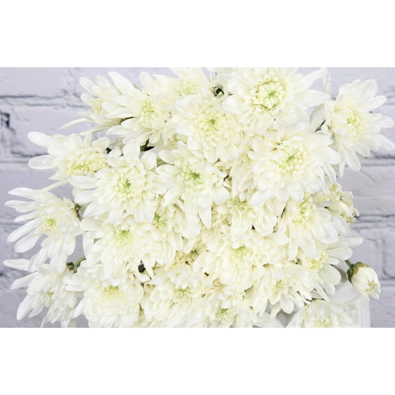 Real Touch Flowers - Fresh & Natural Pompon Cushion White - 1 Bunch (10 stems)