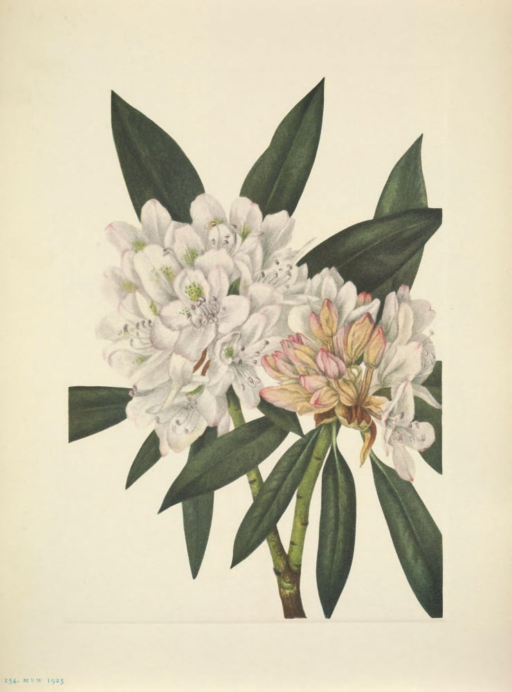 N American Wild Flo