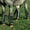Black, variant on Professionals Choice DELUXE SMALL PONY FLY BOOT Orchid SMALLPONY