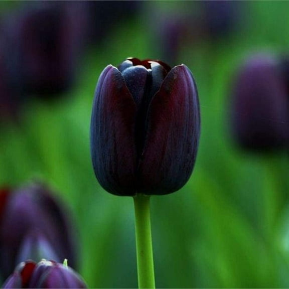 10 Jerusalem Tulip Bulbs for Planting - 10 Bulbs to Grow