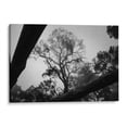 thumbnail image 1 of Cuadro decorativo - Tapalpa, HCTR 120x80 Canvas Lab Blanco y negro, Botánica, Naturaleza, Animales y naturaleza, Árboles,, 1 of 2